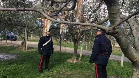 San Ferdinando di Puglia, scoperto canile dell'orrore: "Carcasse di volpi sugli alberi per addestrare i cani"