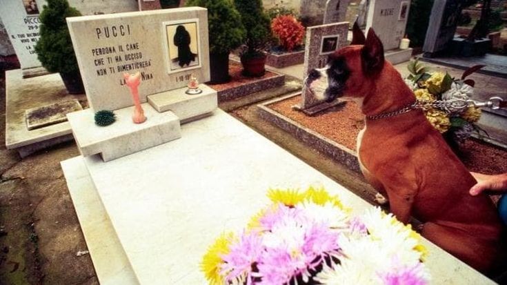 In Salento apre il primo cimitero per cani e gatti: “Un servizio di civiltà per chi vive il dolore”