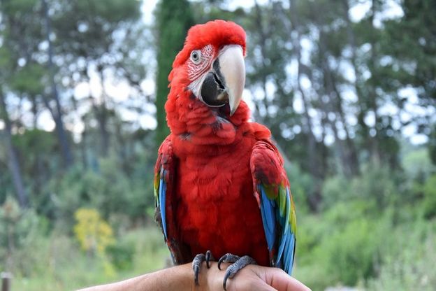 Natura, asini, iguane e pappagalli: a Gravina il rifugio degli animali esotici in difficoltà
