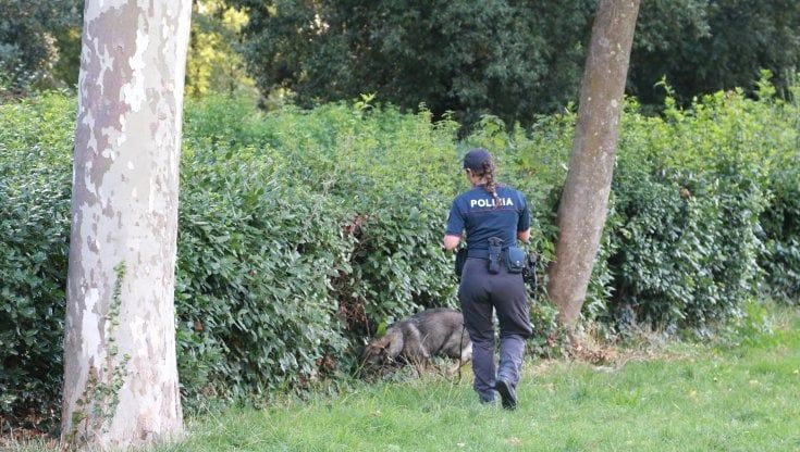 Firenze, pitbull azzanna e uccide il barboncino di un'anziana