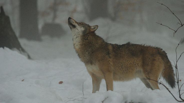 Lupi, foche e stambecchi: ritorna l’Italia selvatica