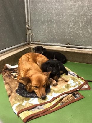  Canada, cagnetta scappa dalla gabbia per consolare cuccioli spaventati 
