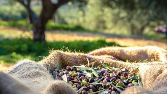Clima: è annata nera per l’olio made in Italy