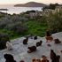 Grecia, boom di richieste per il posto da accarezzatori di gatti
