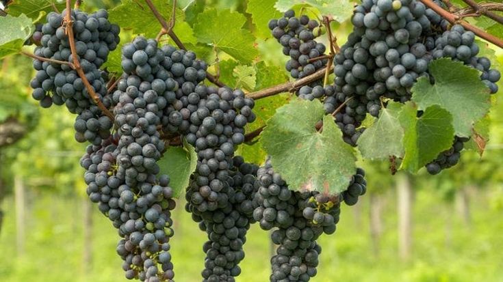 Smiling, un’eccellenza a livello europeo nella lavorazione degli scarti dell’uva