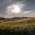 Distese di oro nei campi: i girasoli cartolina d'estate in Valsamoggia