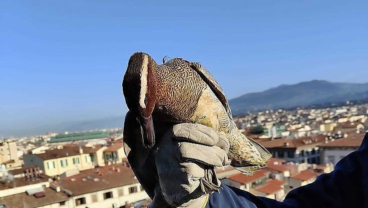 Salvata anatra caduta in volo sulla Cupola del Duomo di Firenze 
