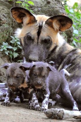 Due nuovi arrivati al bioparco di Roma, sono i baby licaoni