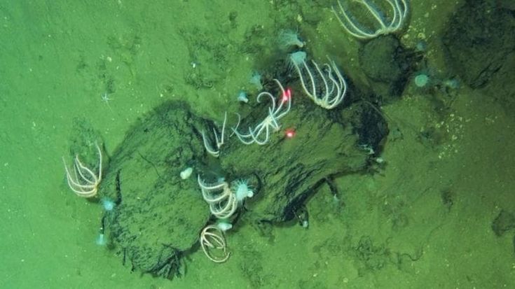 Scoperto, anche grazie all’università di Pisa, il più grande cimitero di balene mai incontrato