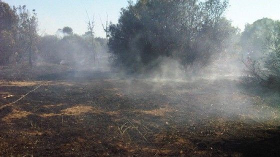 Ravenna, piromani in azione nella pineta