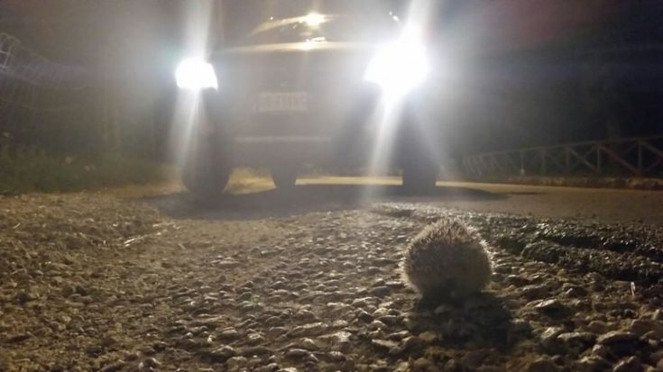 La strage silenziosa, uno studio sugli animali che muoiono sulla strada