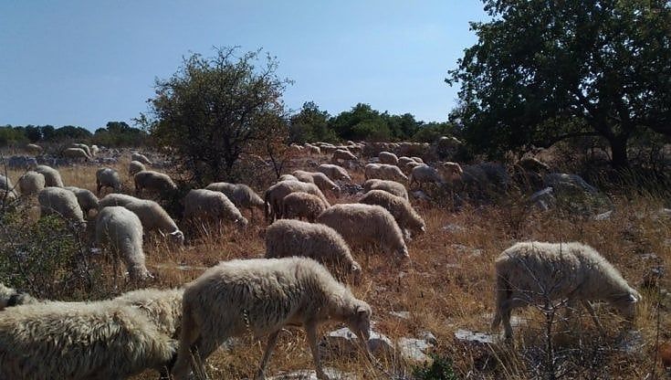 Universitari a lezione di pascolo, il corso si fa in masseria: in cattedra salgono i pastori della Murgia