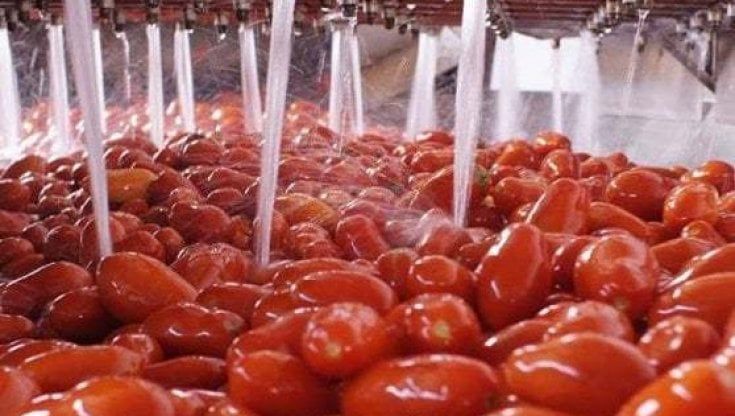 La crisi dei pomodori: non c'è più latta per fare le conserve 