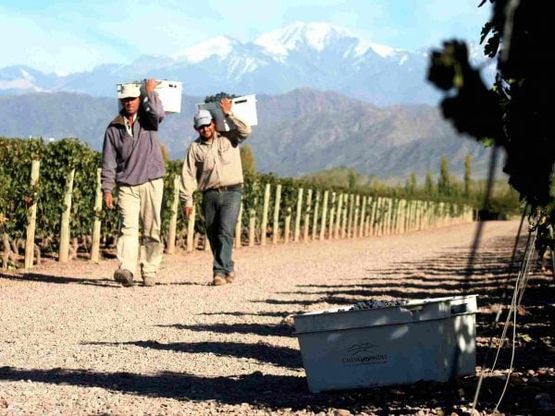 Cheval des Andes, la vigna di Arnault