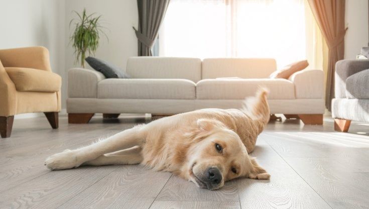 Il cibo per cani e gatti vale 767 milioni di euro nella Gdo 
