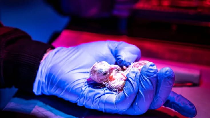 L’azienda che prova a far tornare in vita le specie estinte con uova artificiali