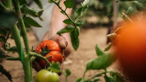Tracciabilità e trasparenza per creare valore nella filiera del pomodoro