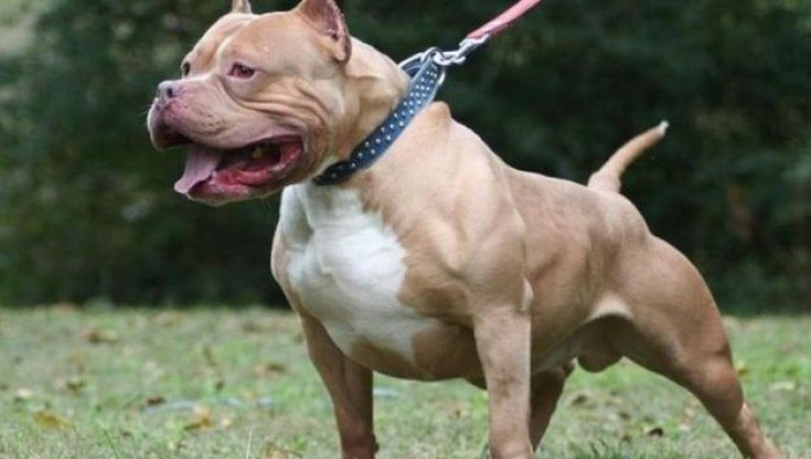 Parmense, ferisce due pitbull con un coltello per difendere il proprio cane