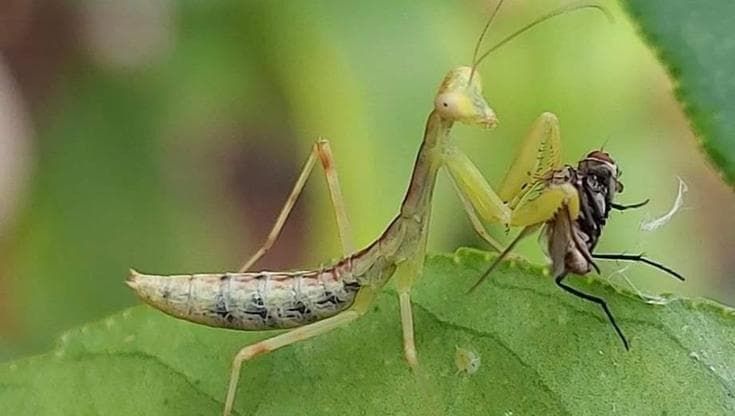 Occhio alle mantidi “aliene”: in Italia c’è un’invasione in atto