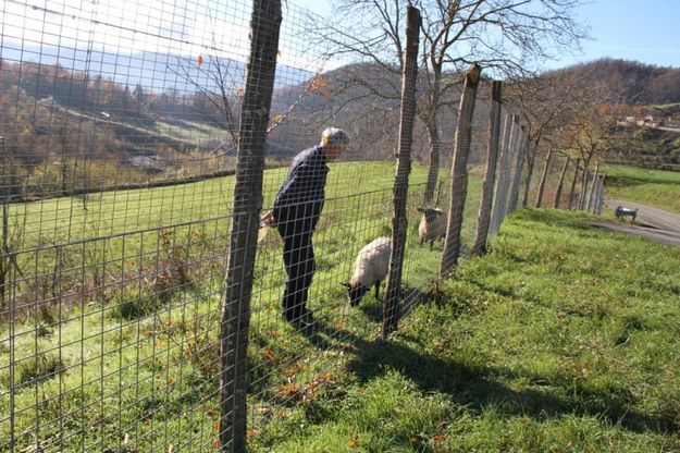 Il veterinario, le pecore e i lupi