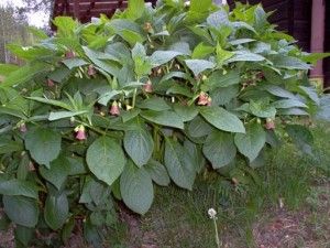 La cena con la belladonna<br />avvelena un'intera famiglia