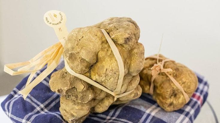 Tartufo bianco d’Alba: ecco come cambia la produzione con il cambiamento climatico