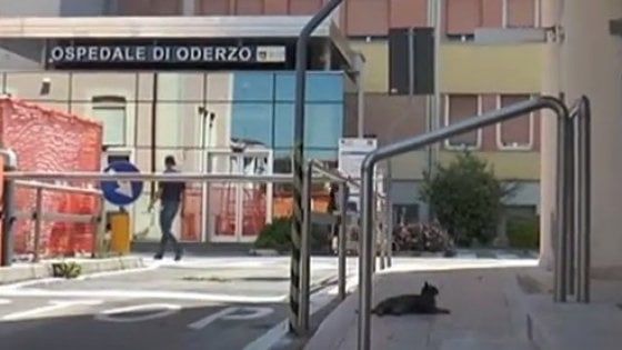 Tenny come Hachiko,  la gatta che da mesi aspetta il padrone fuori dall'ospedale 