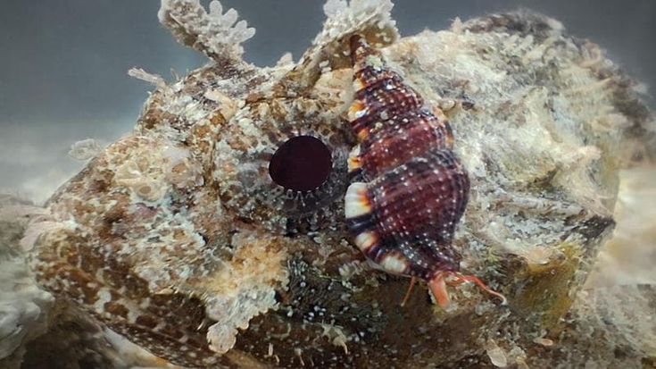 La lumaca vampiro di Porto Cesareo eletta "Mollusco dell'anno": premiata la ricerca pugliese