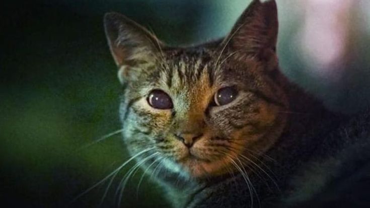 Orrore a Tor Tre Teste: gattina di quartiere stuprata e lasciata devastata. Caccia al responsabile