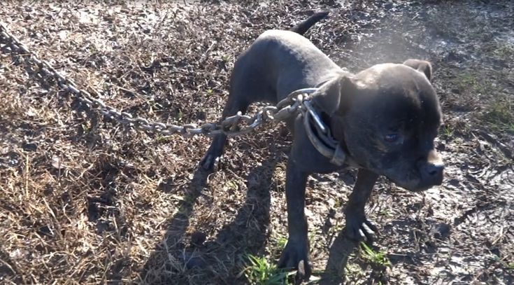 Pitbull legati nel fango, canile lager in Maremma