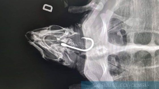 La tartaruga ha un amo conficcato nella trachea: salvata con un intervento di 5 ore nel Leccese 