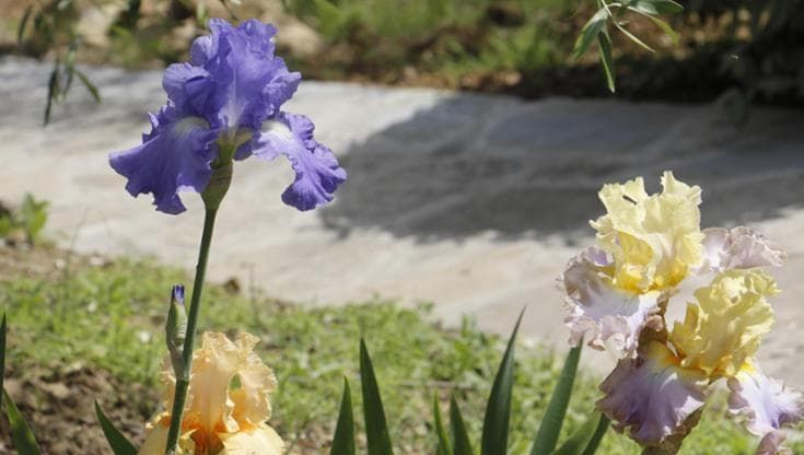 Riapre il Giardino dell'Iris di Firenze: un mese di visite nel massimo della fioritura