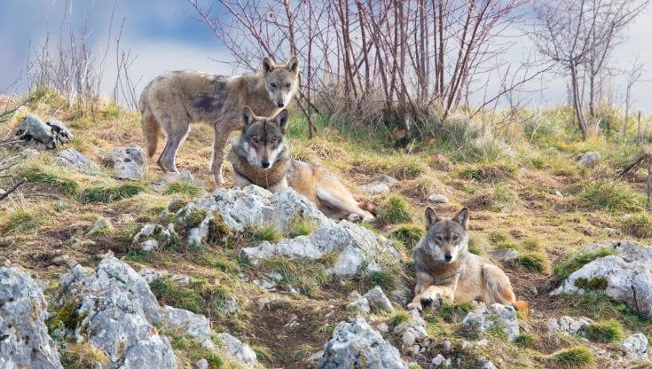 È di nuovo tempo da lupi