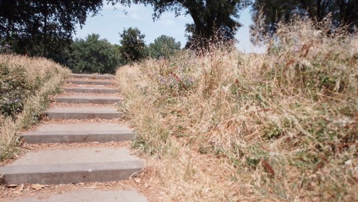 A Firenze giardini e aiuole impraticabili proteste per l’erba sempre più alta