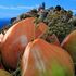 Dal pomodoro gigante alla ‘nduja di tonno, lungo la costa calabrese che è uno scrigno di sapori