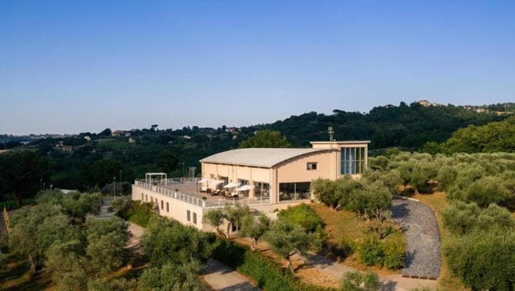 Vino, da riscoprire Coda di Volpe di vigna antica