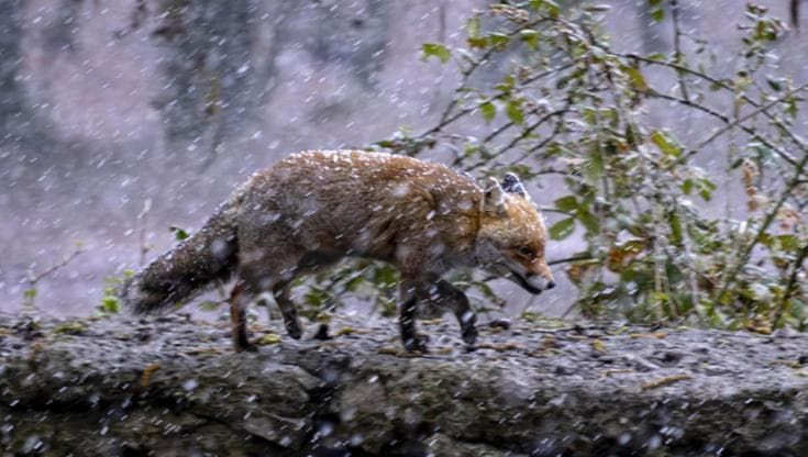 Torna il freddo in Campania, sul Faito la volpe sorpresa dai fiocchi di neve