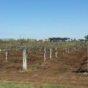 Il paradosso dei fondi per l'agricoltura che rischiano di andare alla mafia e non agli agricoltori