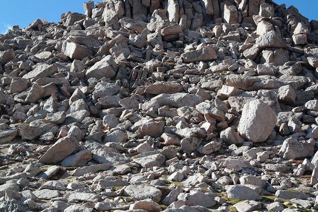 Il montone "camaleonte": scoprite dove si nasconde