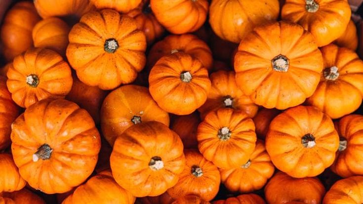 Halloween, 20% di zucche in meno a causa del clima
