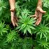Risultato record per l'hedge fund che investe in marijuana: + 145% nel 2016