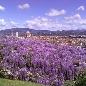 Dalla pittura alla cucina: il glicine a Raggi X