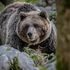 Vacanze in natura: ecco come evitare incontri spiacevoli con gli animali selvatici
