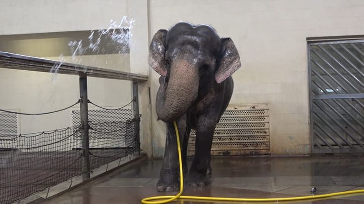 Quanto è bello farsi la doccia. Così l’elefantessa Mary ha imparato a lavarsi da sola nello zoo di Berlino