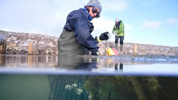 Plastica nell'Artico: un nuovo habitat per i microbi