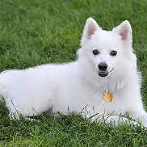 Torino, la carica dei centomila cani: uno ogni dieci abianti. E il trend è in aumento