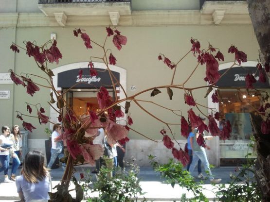 Quelle piante appassite tra le boutique<br />"Cos&igrave; sfiorisce la primavera barese"