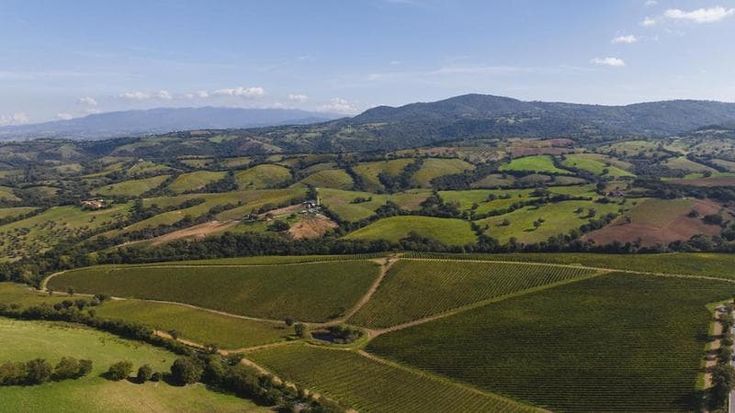 Doc Maremma Toscana: +13% nel primo semestre del 2023