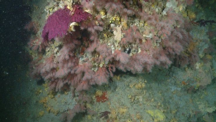 Coralli e ostriche, le barriere segrete sotto il mare di Puglia: scoperta la mappa che circonda la costa 