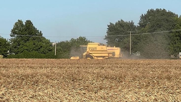 Dopo il maltempo, frane e cavallette. In salita la nuova raccolta cerealicola in Romagna
